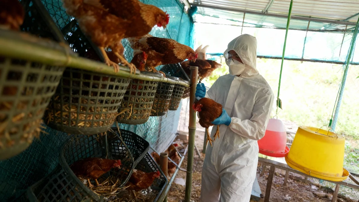 Primera muerte humana por gripe aviar H5N5 en EE. UU.
